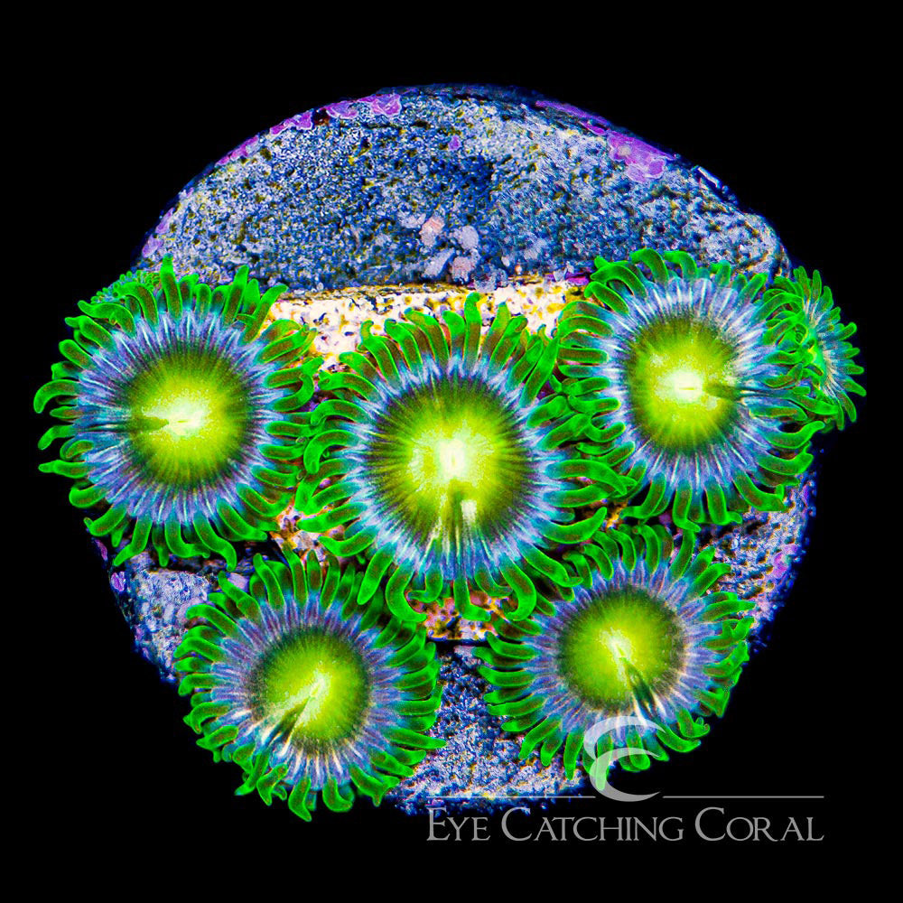green zoa for sale assortment example