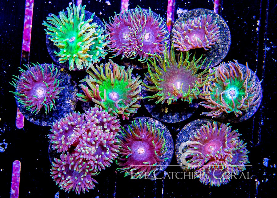 Duncan Whisker Coral Assortment example purple