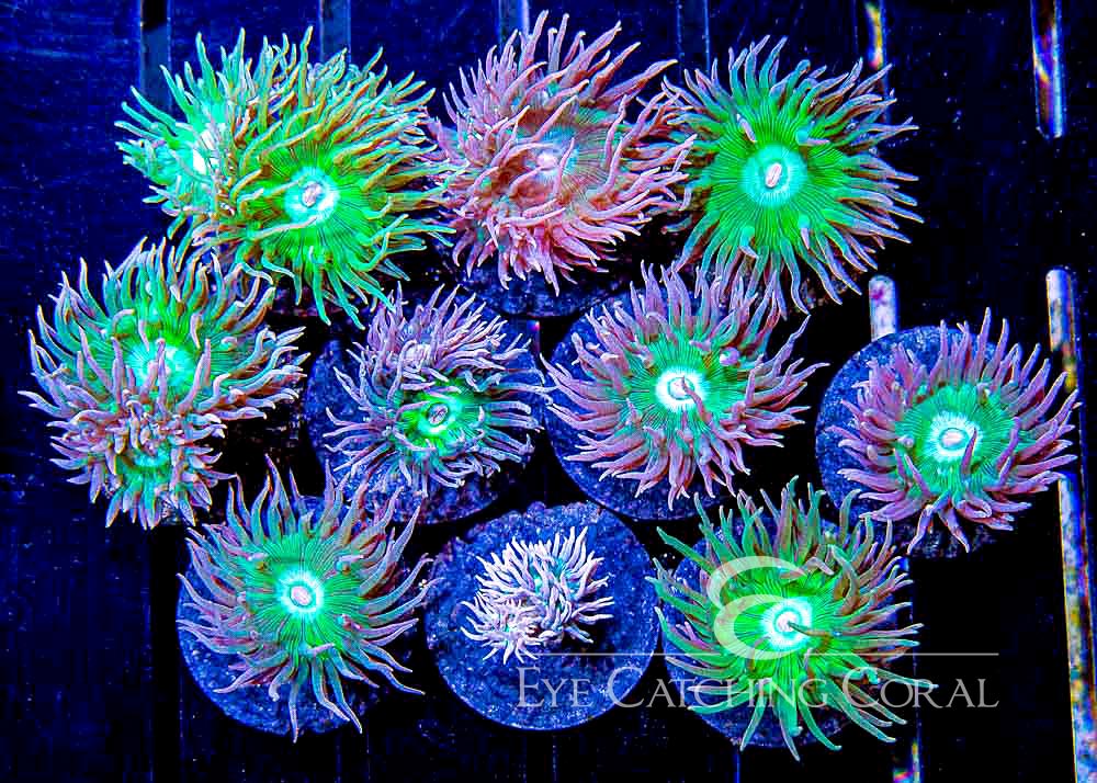 Duncan Whisker Coral Assortment example green