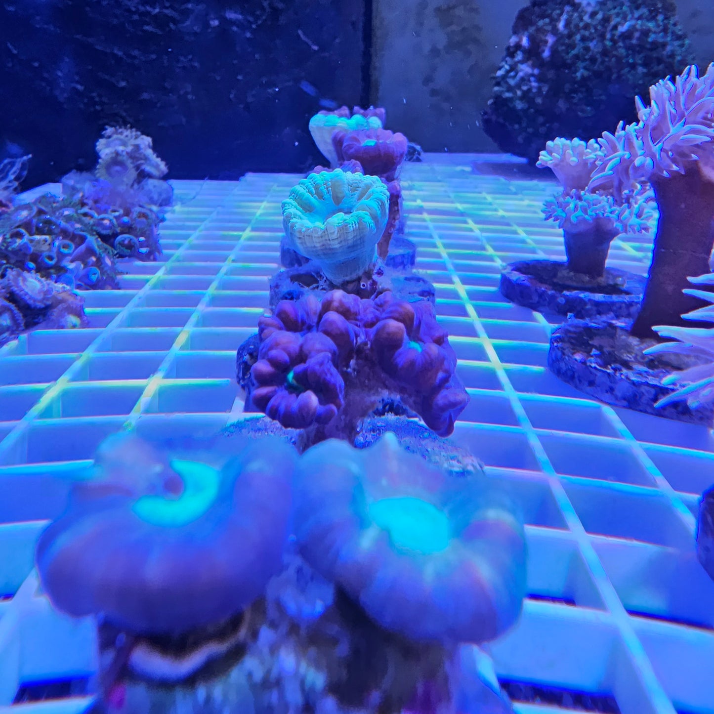 candy cane coral front view blue light