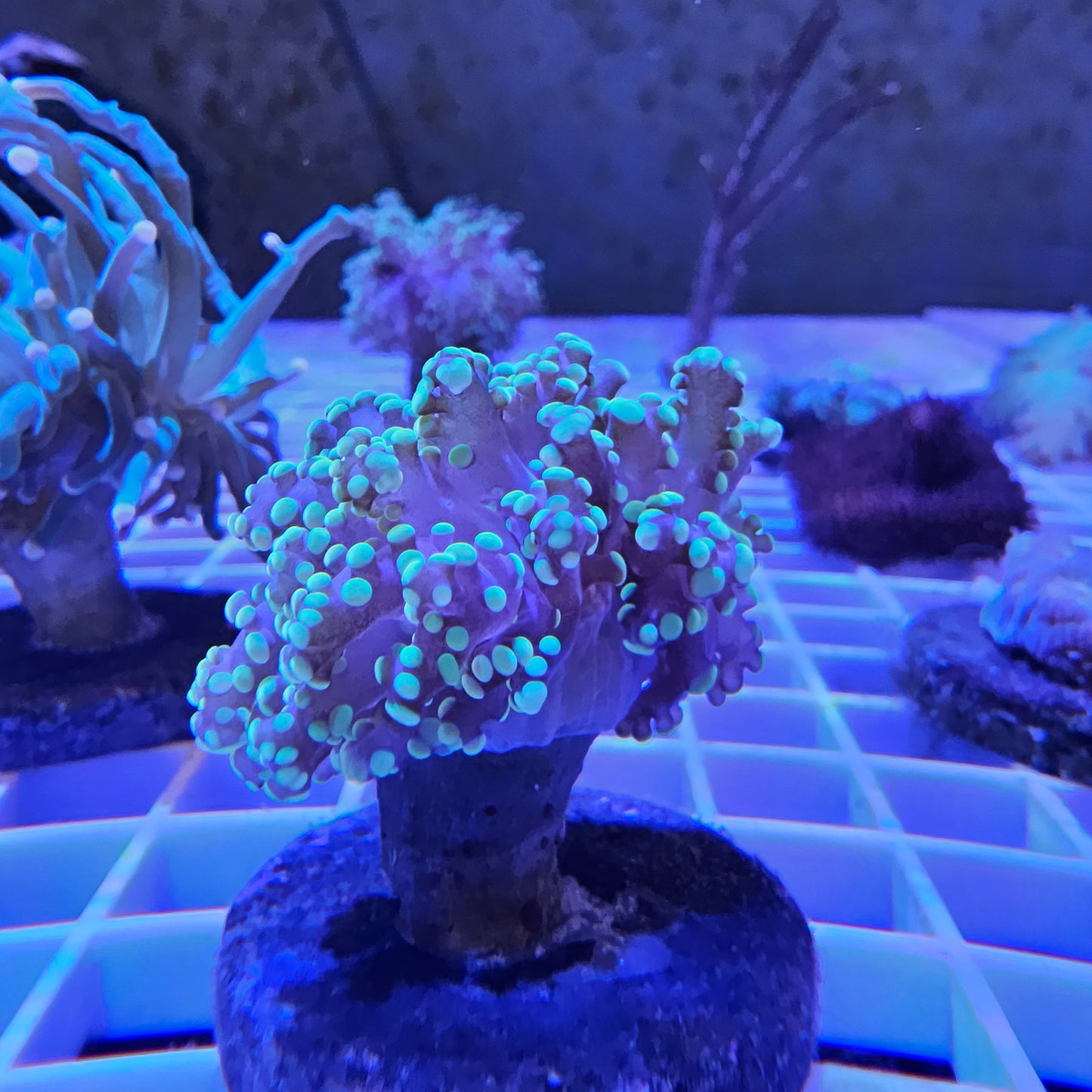 Indo Branching Frogspawn Coral Frag