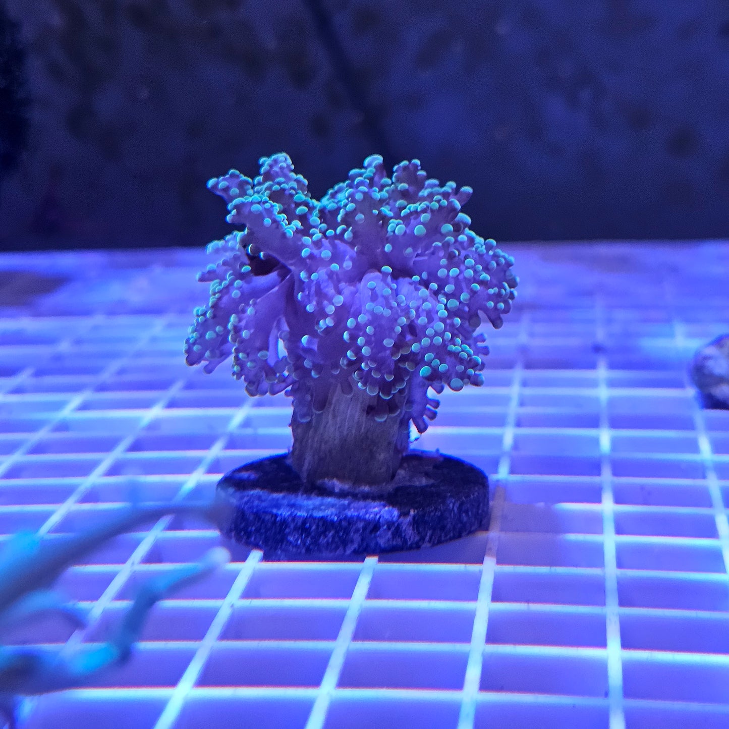 Indo Branching Frogspawn Coral Frag