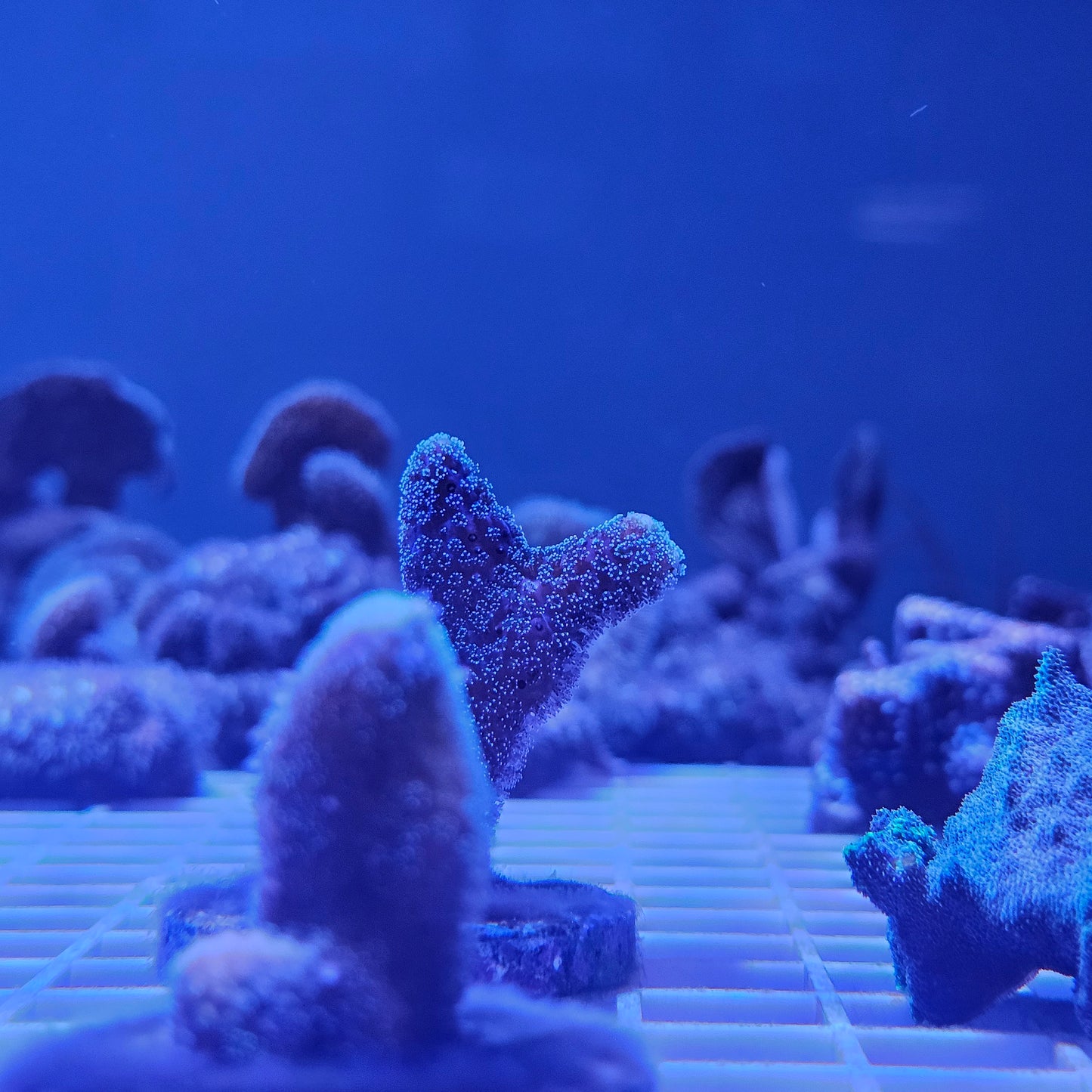 Green Stylo Coral Frag