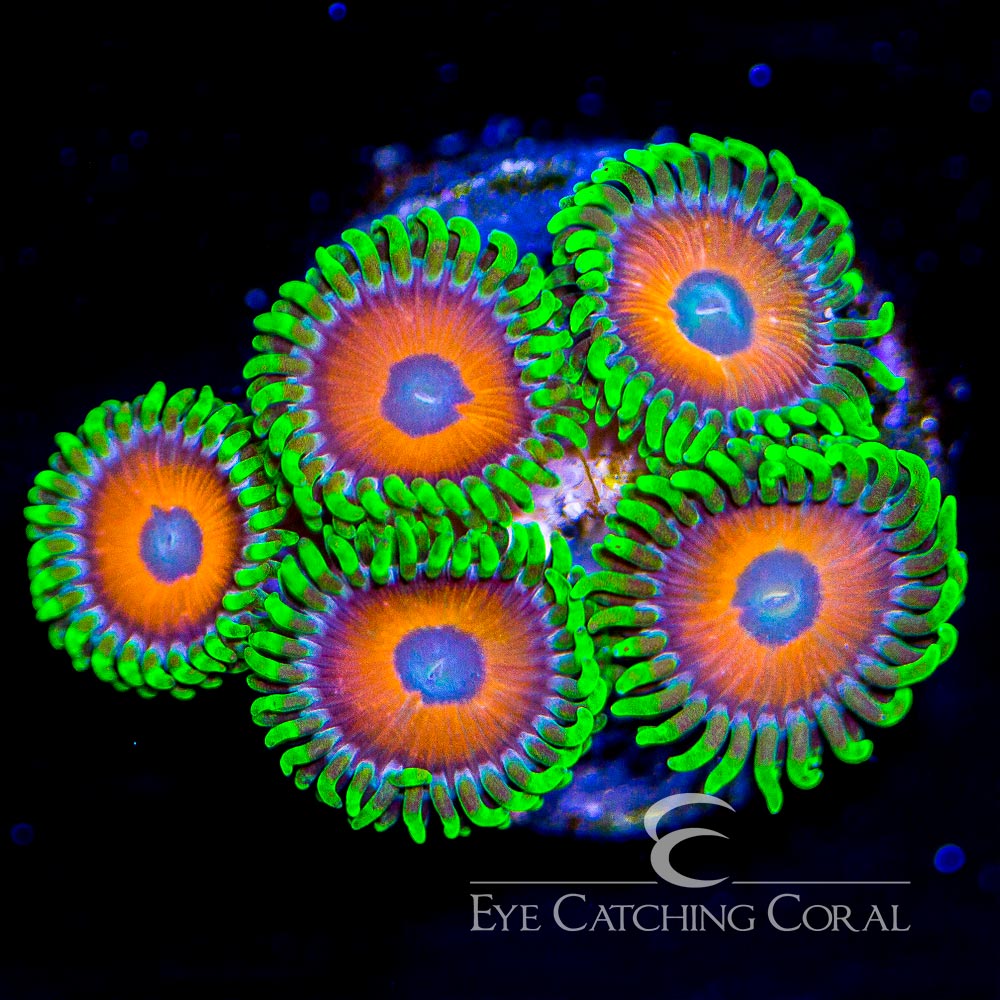 zoanthids for sale green and orange example
