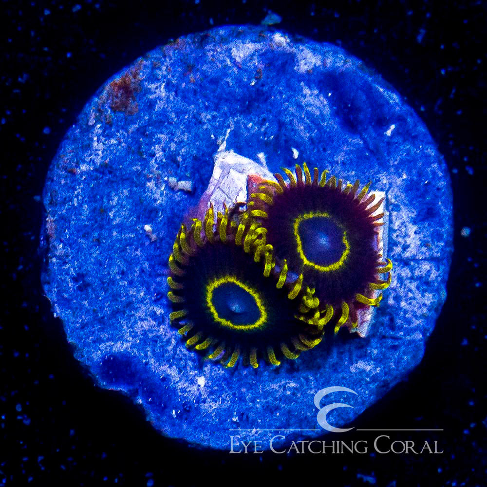zoa corals gold ring yellow tip example