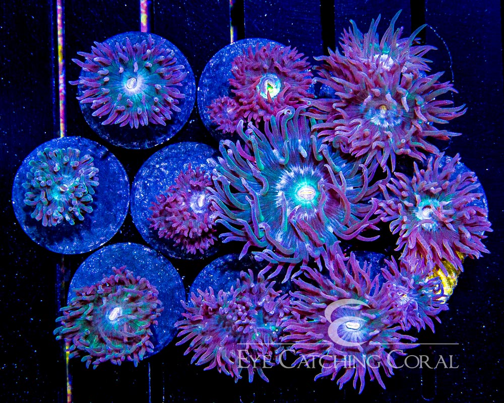 Duncan Whisker Coral Assortment example blue