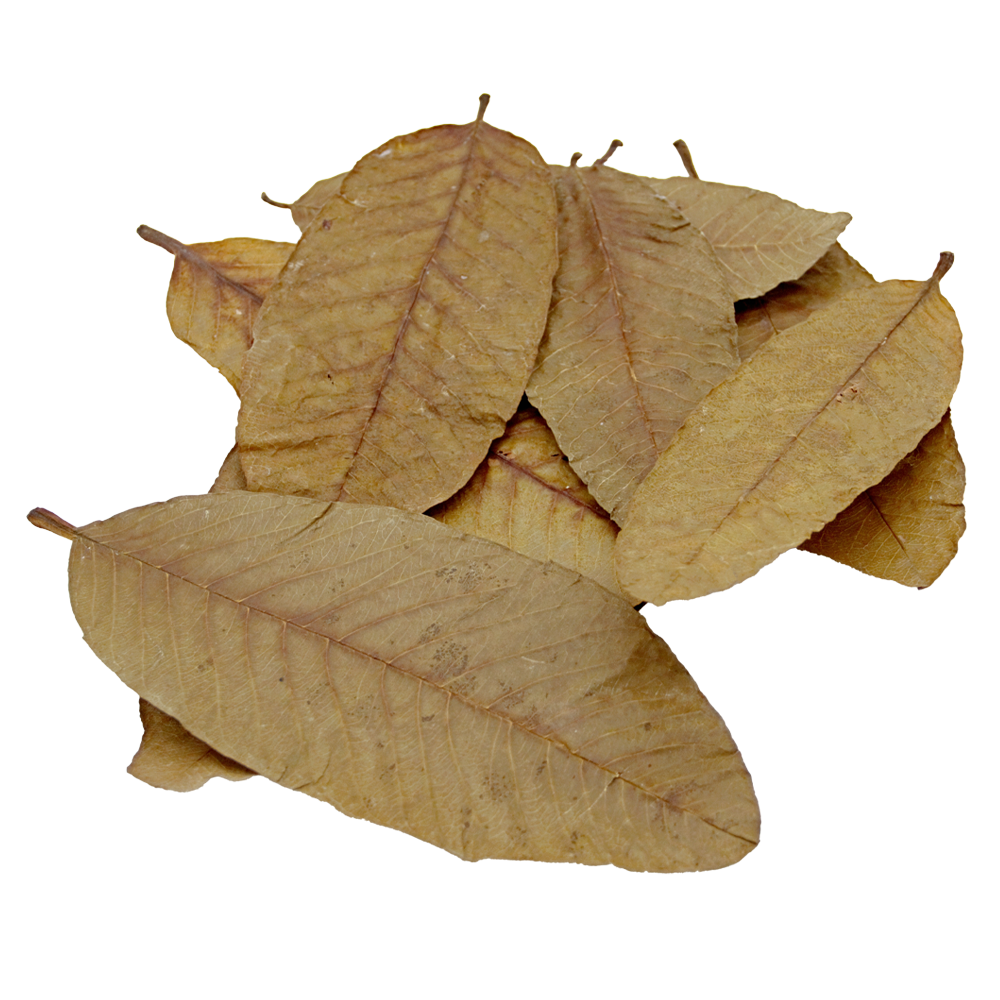 HydrOasis Guava Leaves | 10 ct