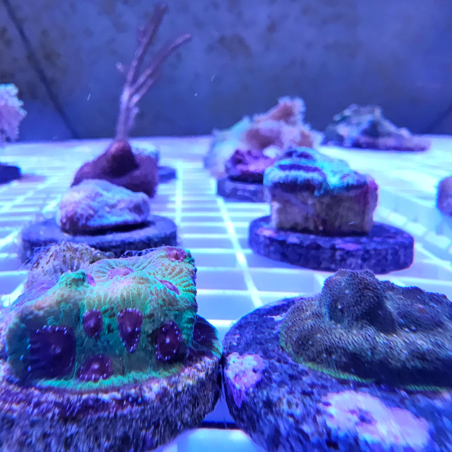 Assorted Live Coral Frag for sale Assortment Example green with blue light
