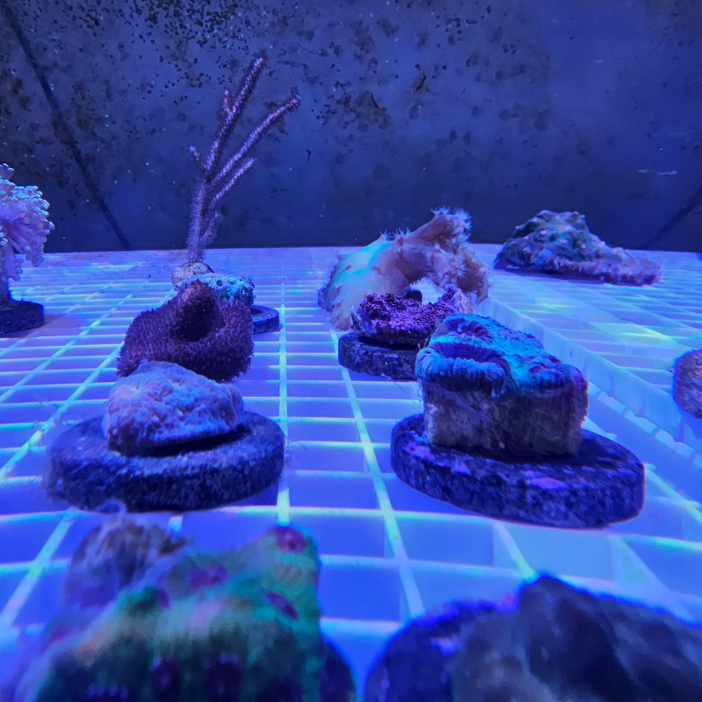 Assorted Live Coral Frag for sale Assortment Example Front real lighting
