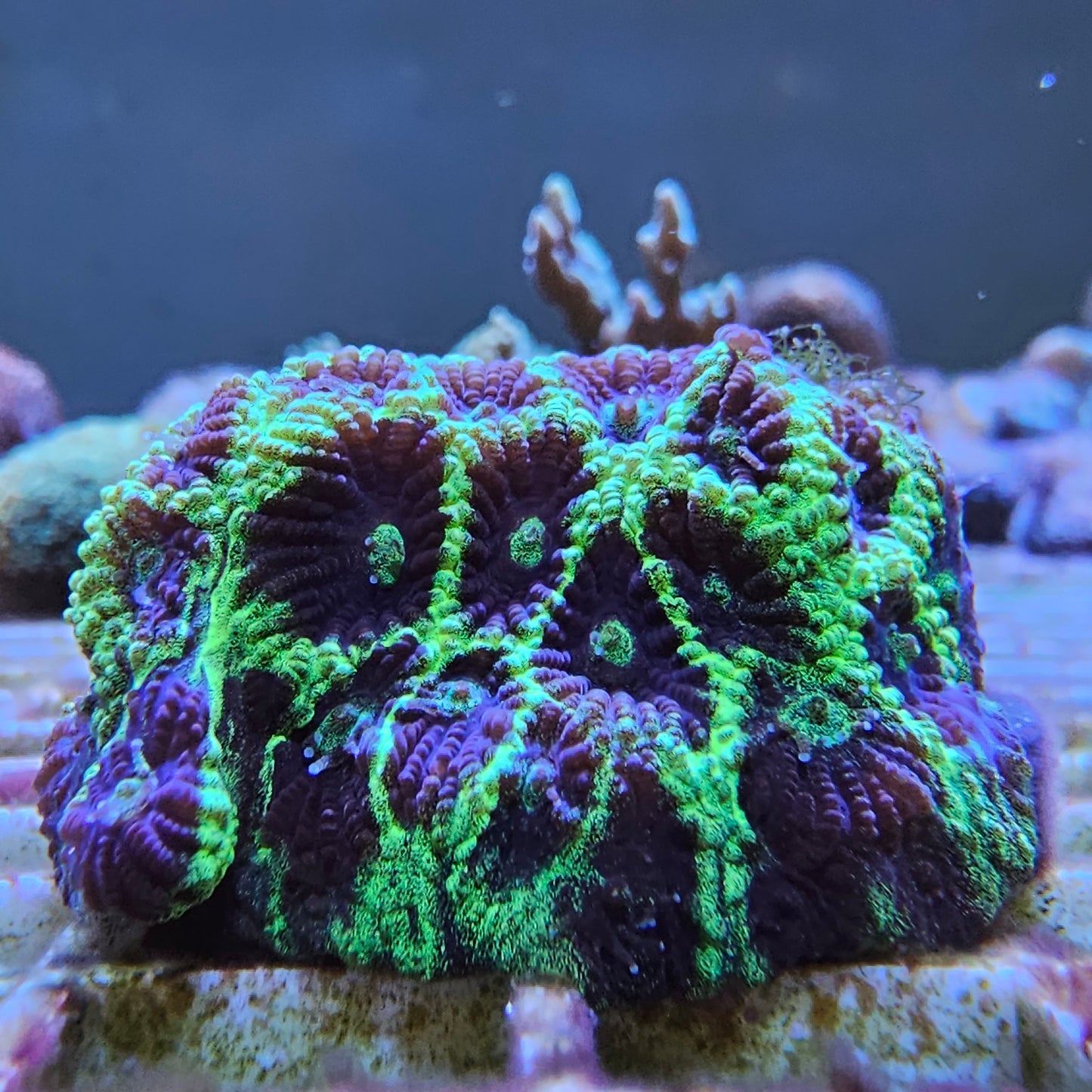 RTF Glow Stick Favia Coral Frag