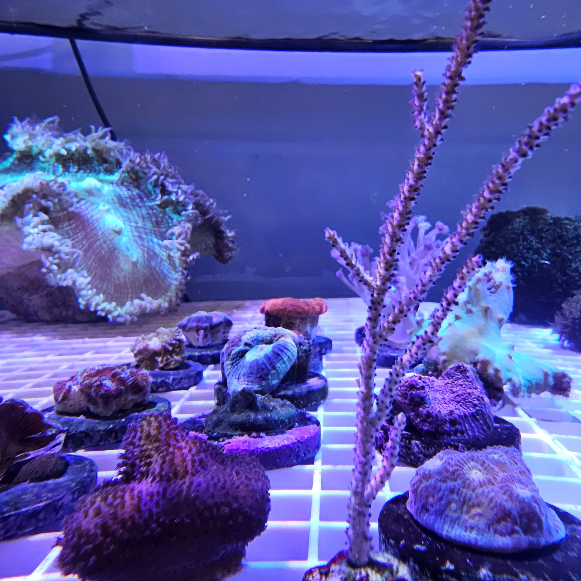 Assorted Live Coral Frag for sale Assortment Example Front Updated Inventory