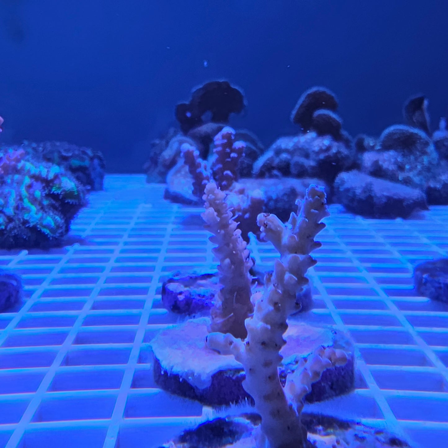 blue lighting example acropora coral frag for sale front view