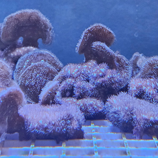 RTF Fuzzy Pavona Coral Frag