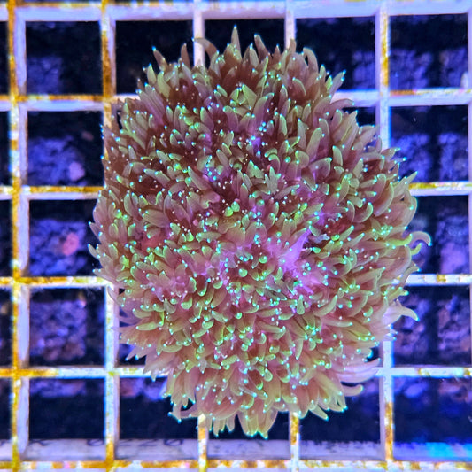 RTF Galaxea Coral Colony WYSIWYG