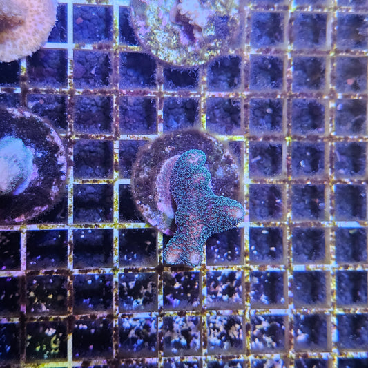 Green Stylo Coral Frag