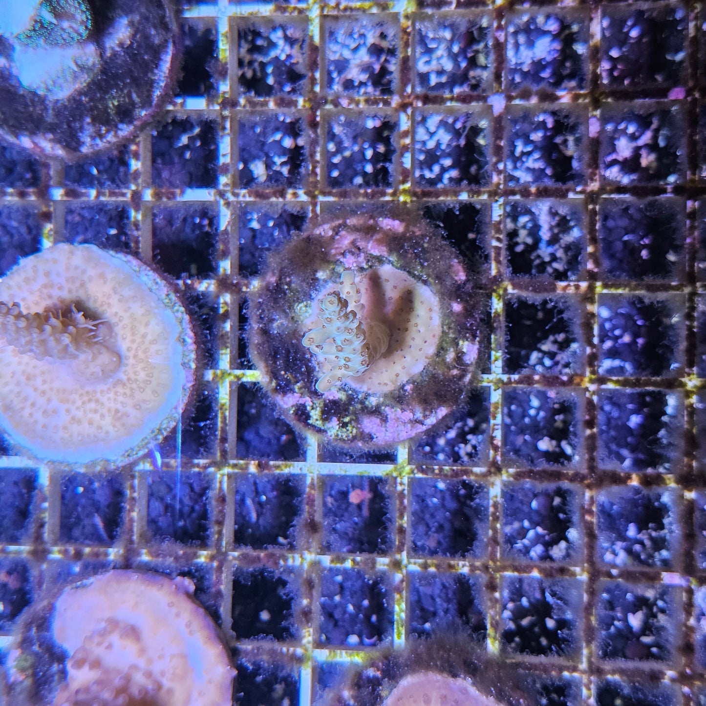 Assorted Indo Acro Coral Frag