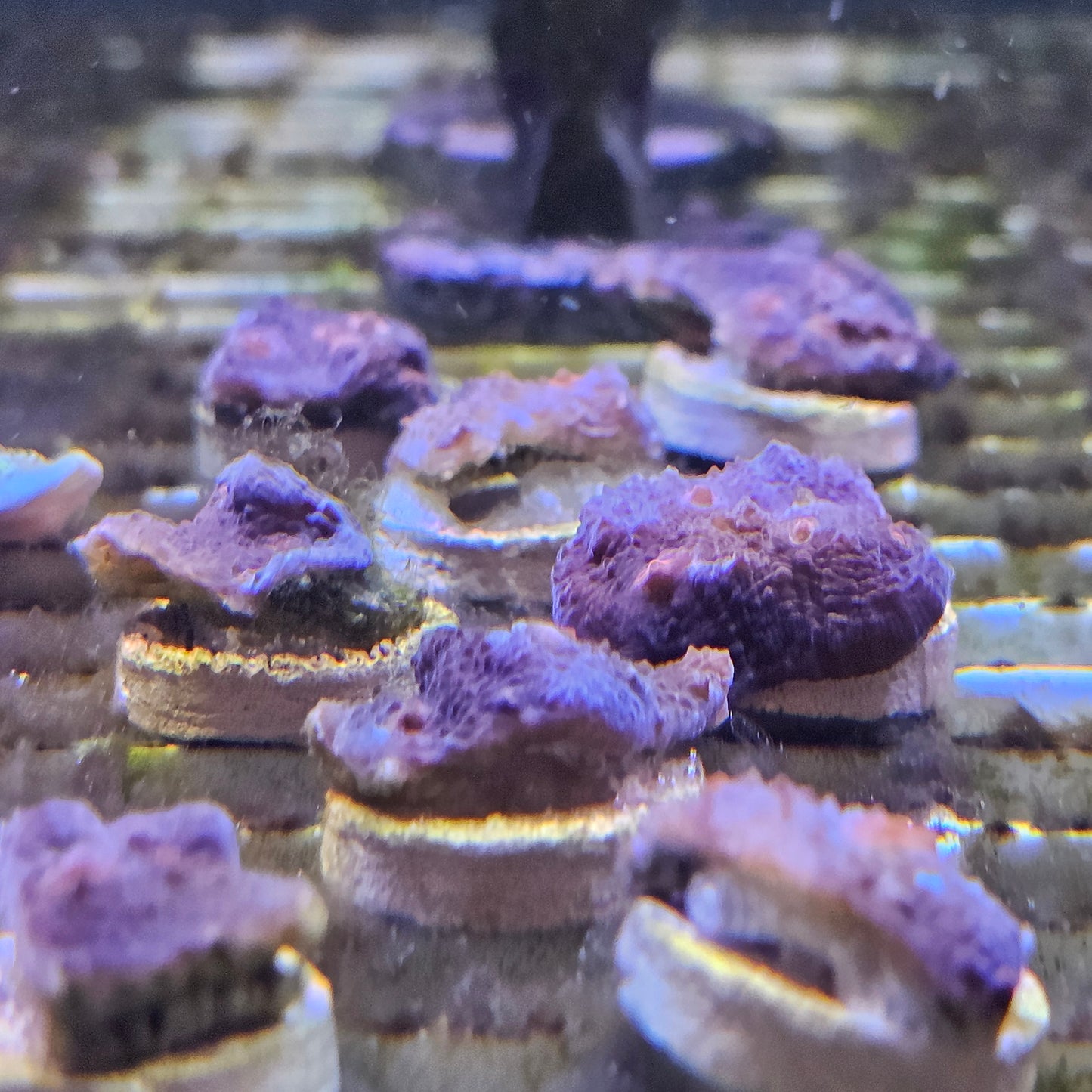 RTF Purple Gum Drop Chalice Coral Frag