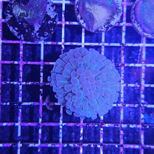 Assorted Branching Tonga Hammer Coral Frag