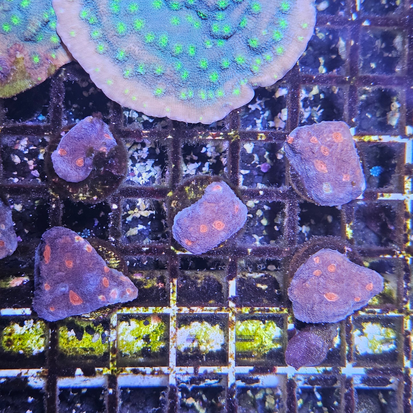 RTF Purple Gum Drop Chalice Coral Frag