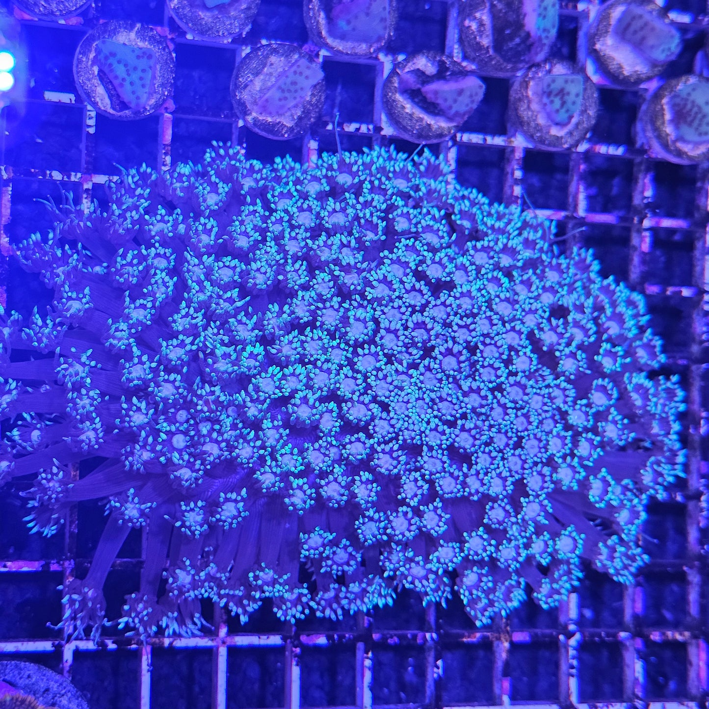 Aussie Neon Green Goniopora Coral