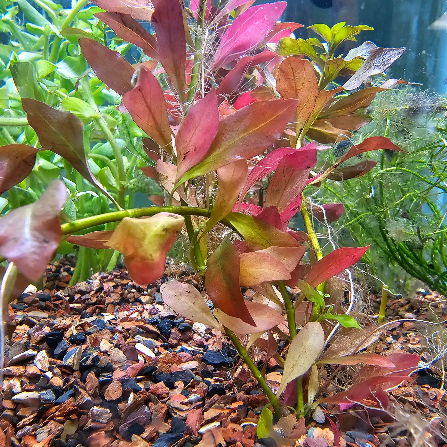 Red Leaf Ludwigia
