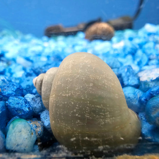 Assorted Mystery Snail