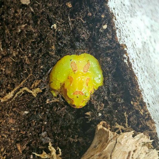 Golden Pac Man Frog