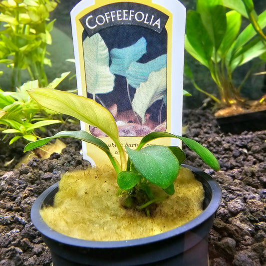 Anubias Coffeefolia Pot