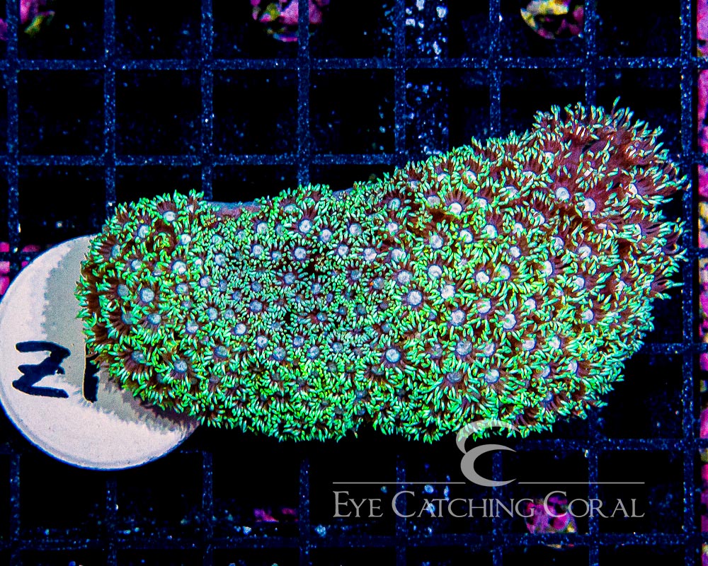 Aussie Neon Green Goniopora Coral