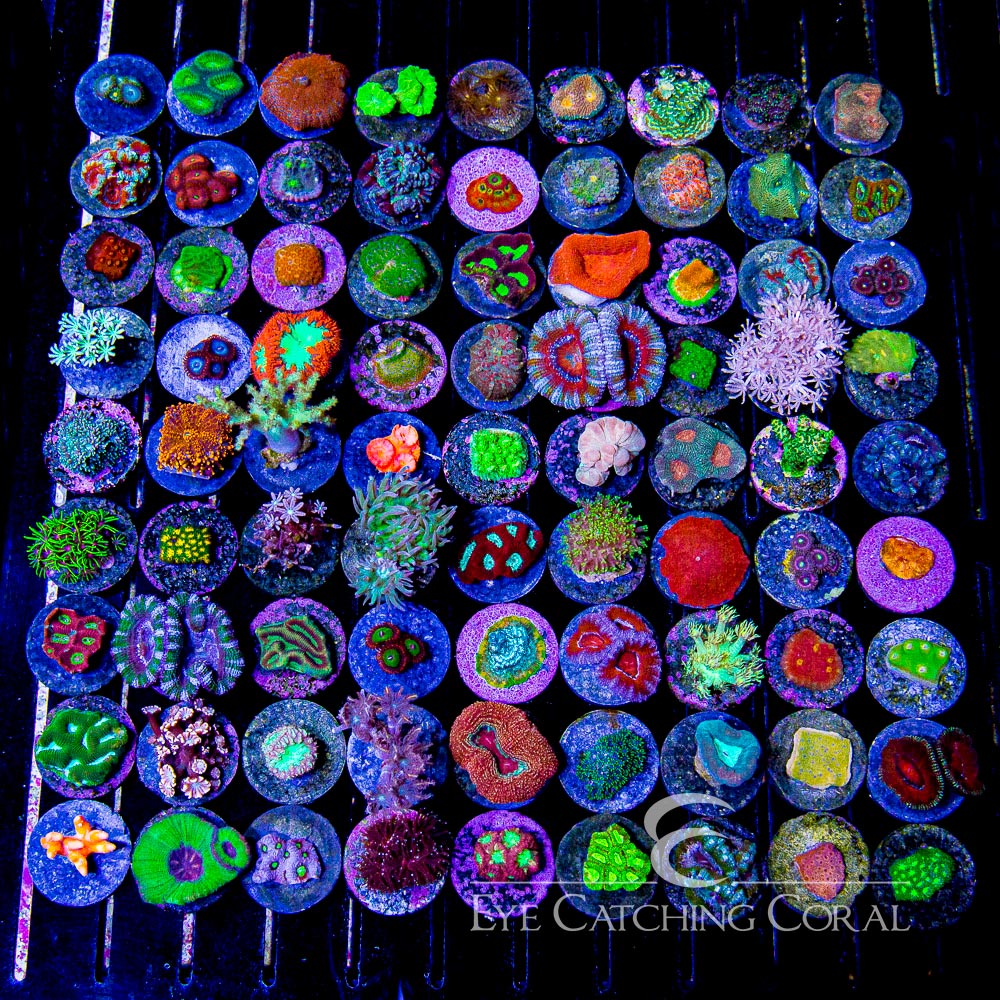 Assorted Live Coral Frag for sale Assortment Example Top