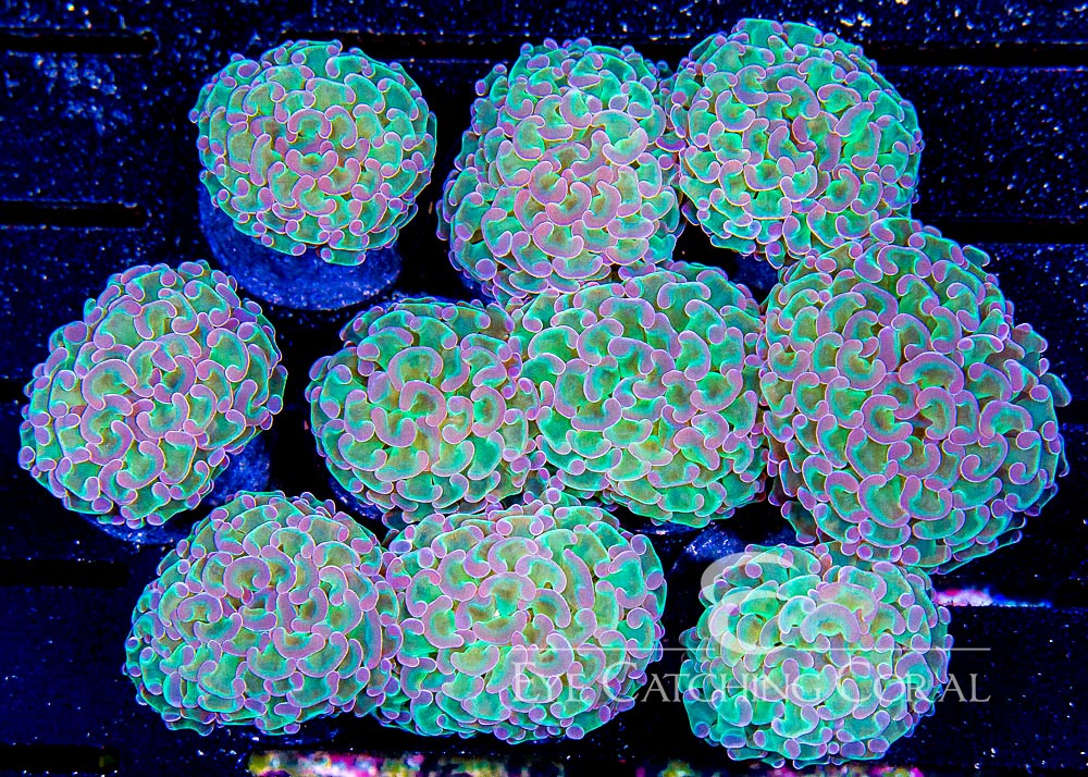 Assorted Hammer Coral neon green stems with purple tips assortment example top view