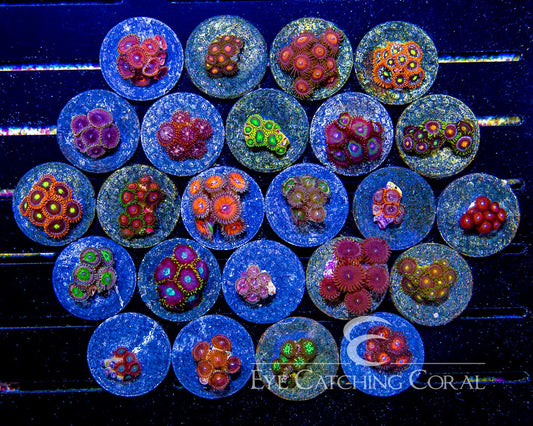 zoas for sale assortment example