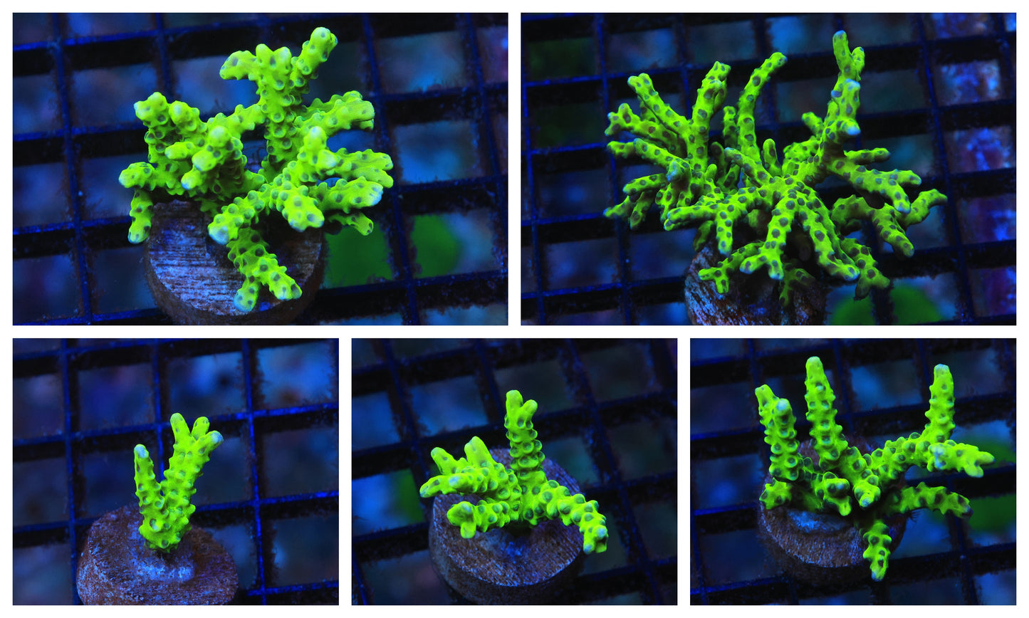Green Goblin Anacropora Coral Frag