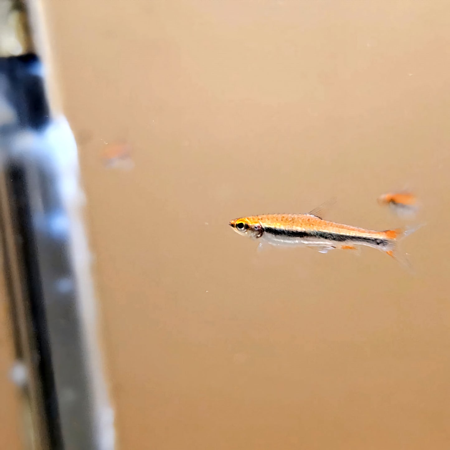 Golden Pencilfish