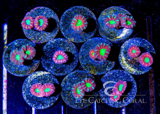 candy cane coral purple and green