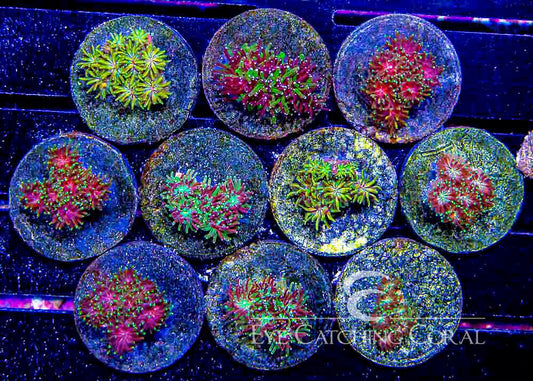 Galaxea Coral Assortment Example Picture, green purple coral, top view
