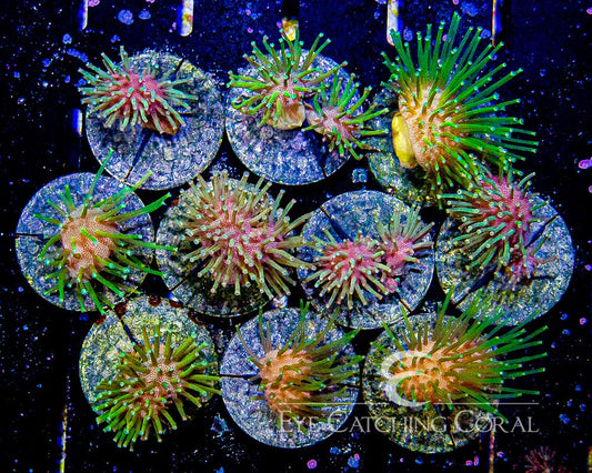 RTF Neon Green Toadstool Leather Coral Frag