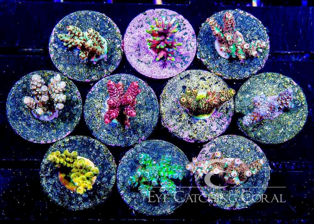Assortment example of acropora coral frags for sale green and red available
