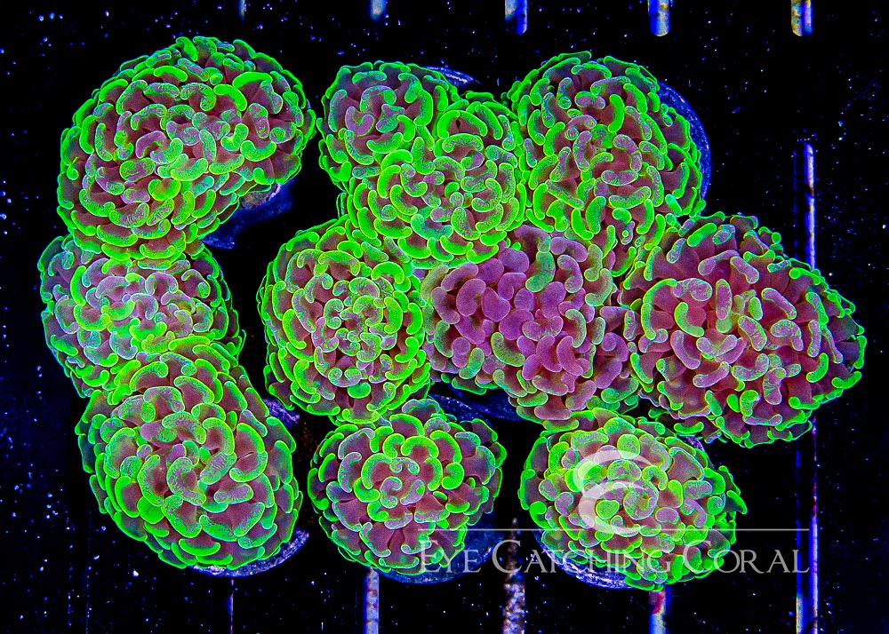  Assorted Hammer Coral toxic green tips Assortment example top view