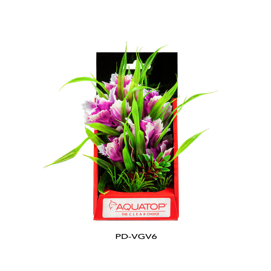 AQUATOP 6 Inch Vibrant Passion Plant