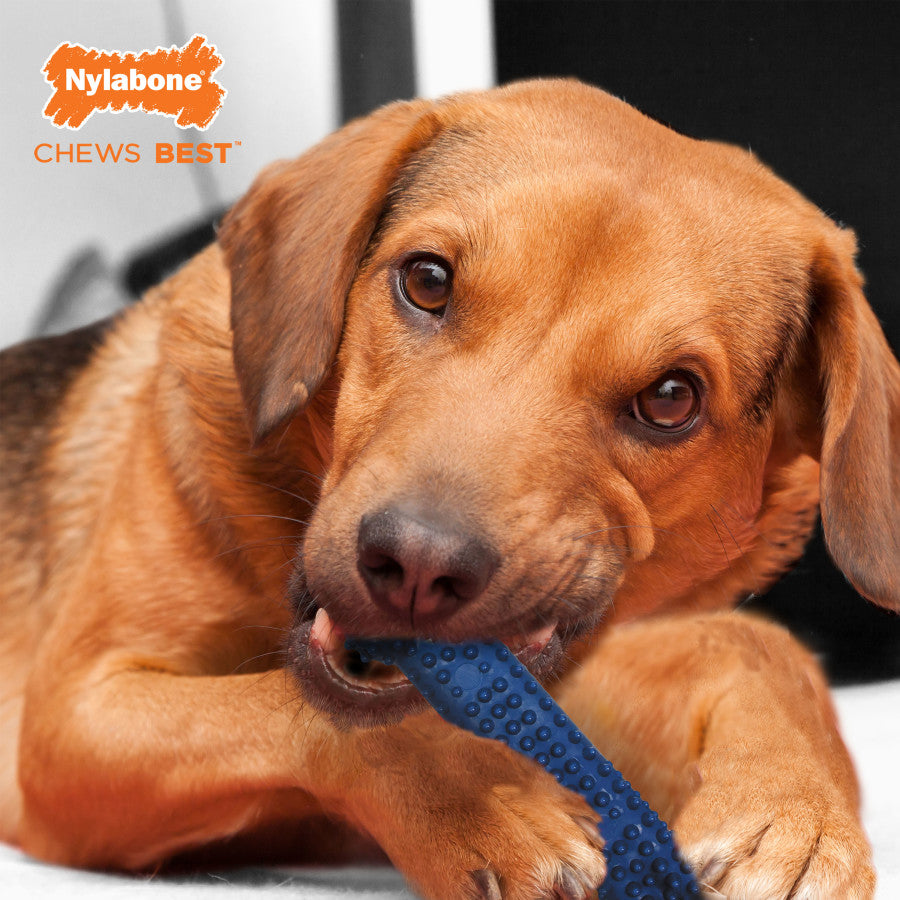 Nylabone Moderate Chew Textured Dog Dental Chew Toy Chicken Flavored