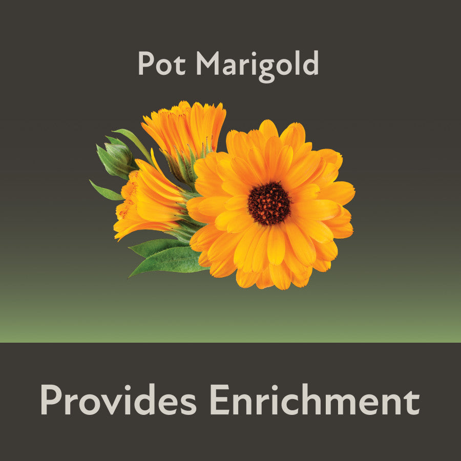 Pot Marigold Provides Enrichment