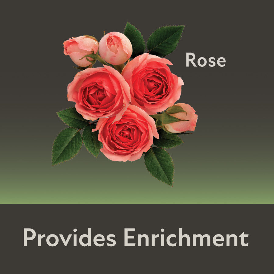 Rose Provides Enrichment